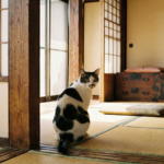 【迷子猫】庭から飛び出したあの子が戻ってきた──戻れなかった理由と保護までの記録
