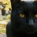 【迷子猫】旅行中に預けていた家から脱走──1週間以上経過後の再会を叶えたプロの捜索力