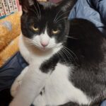 【香川県高松市】迷子猫ちょろ君を無事保護！「帰ってきます」の一言に救われた2日間の捜索記録