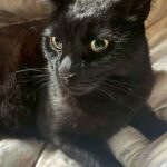 【熊本県菊池市】迷子猫ゲンちゃんを無事保護！牛舎から帰ってこなかったゲンちゃん。家族をつないだ2日間の捜索記録