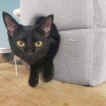 【東京都町田市】迷子猫ちーちゃんを無事保護！ちーちゃん母猫が導いた子猫の帰還ストーリー