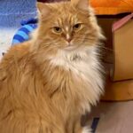 【宮城県岩沼市】迷子猫チップくんを無事保護！宅配便の隙に脱走した長毛猫。プロの見守り作戦で無事に帰ってきた奇跡の再会