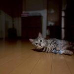 【福岡県飯塚市】迷子猫ナル君を無事保護！深夜3時の脱走から帰還までの記録