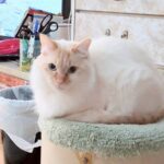 【神奈川県秦野市】迷子猫たんぽぽくんを無事保護！警戒心が強く捕まらない元野良猫・プロの粘り強い対応で無事に帰ってきた