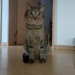 【岐阜県羽島郡】迷子猫ガブちゃん・ソラちゃんを2匹同時保護！早朝脱走の猫ちゃん捜索事例