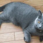 【山形県酒田市】迷子猫ハル君を無事保護！網戸脱走から10日目に帰宅！野良猫が多い地域での迷子猫捜索方法