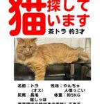 【佐賀県佐賀市】迷子猫トラ君を無事保護！脱走用ドア閉め忘れで脱走！広島から駆けつけた探偵が初日で捕獲成功