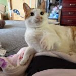 【鹿児島県鹿児島市】迷子猫ソラシド君を無事保護！玄関掃除中に脱走！深夜1時から捜索開始、2日目で保護成功