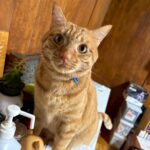 【広島県呉市】迷子猫タイガちゃんを無事保護！地域猫に怖がって帰れなかった茶トラ猫の捜索事例