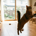 【迷子猫】保護は深夜23時すぎ！「窓を閉める作戦」で7日目の奇跡の帰還