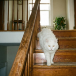 【迷子猫】夜遅くのご相談にも親身に対応｜電話アドバイスだけで猫ちゃんが自力で帰宅した事例