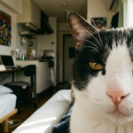 【迷子猫】自宅近くにいたのに捕まらない！3日目の総力戦で無事保護された事例