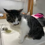 【北海道北見市】迷子猫ぽんちゃんを無事保護！猛暑の中の脱走──夜通しの捜索で導かれた奇跡の再会