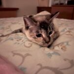 【福岡県宗像市】迷子猫モモちゃんを無事保護！室内飼いの猫が掃除中に脱走！