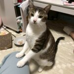 【山形県山形市】迷子猫ルルちゃんを無事保護！悪天候と野良猫の中での捜索事例
