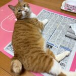【北海道江差町】迷子猫ジュニア君を無事保護！脱走から1週間、10kgの甘えん坊猫が1.5時間で見つかった理由