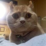 【札幌市清田区】迷子猫ゆずくんを無事保護！一日中見つからず…深夜に発見された感動の記録