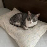 【福岡県福岡市】迷子猫あのちゃんを無事保護！「今回は帰ってこない…」脱走経験ありの猫が3日間帰れなかった理由