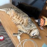 【鹿児島県鹿児島市】迷子猫ビスケ君を無事保護！倉庫の下から無事生還！プロの道具と飼い主様の連携プレーでスピード解決