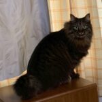 【宮崎県宮崎市】迷子猫ごぼうくんを無事保護！預かり中の愛猫が脱走！「人生最大のピンチ」を救った深夜の連携プレーとプロの汗