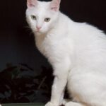 【栃木県宇都宮市】迷子猫しいちゃんを無事保護！14歳、食欲なし…絶望の10日間から奇跡の生還！物置の下から動けなくなった老猫を救出