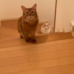 【広島県広島市】迷子猫ビア君を無事保護！脱走から3日目の攻防！一度は腕からすり抜けた愛猫を、執念の「ネット捕獲」でリベンジ達成