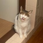 【香川県高松市】迷子猫虎徹くんを無事保護！脱走から2日で発見！大型猫を救ったペット探偵の捜索記録