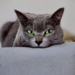 【福岡県遠賀郡】迷子猫グレまる君を無事保護！抱っこ散歩中の悲劇…音に驚いて脱走。捜索開始2時間でスピード解決！