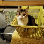 【岩手県奥州市】迷子猫ひめちゃんを無事保護！他社で発見できず・・基本の「ポスティング」が奇跡を呼んだ理由