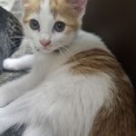 【宮崎県宮崎市】迷子猫こむぎちゃんを無事保護！「出先の駐車場」で脱走…生後6ヶ月の小さな命を救ったチュール作戦