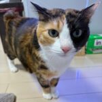 【東京都東村山市】迷子猫つくねちゃんを無事保護！！ウッドデッキの下に潜む愛猫を「ネット包囲網」で保護した3日間の大捕物