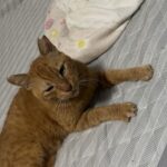 【大阪府大阪市】迷子猫きなこ君を無事保護！引越し直後の散歩で脱走…「あの道は渡れない」という思い込みを越えて