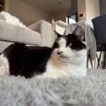 【埼玉県さいたま市】迷子猫ちびちゃんを無事保護!!引越しまであと2日!福岡への出発直前に起きた「奇跡」