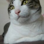 【山口県山口市】迷子猫ラカンくんを無事保護！持病ある高齢猫が脱走！2日で保護した方法