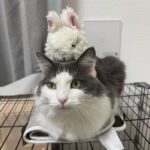【千葉県流山市】迷子猫とろろちゃんを無事保護！「いつもの玄関先」が落とし穴…12時間の張り込みと朝5時の攻防戦