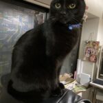 【福岡県北九州市】迷子猫あさひ君を無事保護！2階の網戸から脱走…そっくりな野良猫の捕獲が「呼び水」になった深夜の帰宅劇