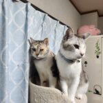 【千葉県市川市】迷子猫ティティちゃん・トトくんを無事保護！1匹は即確保、もう1匹は…責任感の「ボランティア延長」で掴んだ奇跡
