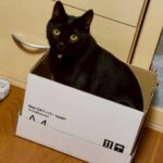 【山梨県富士吉田市】迷子猫ネロ君を無事保護！玄関から脱走した臆病な黒猫…「ご飯よりお家がいい」気持ちを汲んだドア作戦で解決