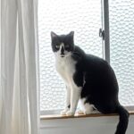 【広島県広島市】迷子猫うー君を無事保護！玄関から脱走し「空き家」へ…近隣への許可取りがスピード解決の鍵だった