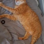 【新潟県新潟市】迷子猫トラちゃんを無事保護！18歳高齢猫を発見──猛暑の中の3日間捜索と感動の再会