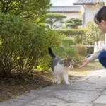 人懐っこい猫と警戒心の強い猫｜なつき度で変える探し方