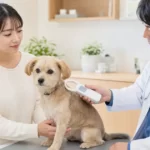 マイクロチップで迷子犬は見つかる？登録・照会の流れと限界