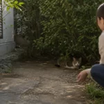 脱走猫は飼い主でも逃げる？見つけたときの正しい接近・保護3手順