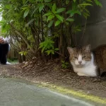 高齢猫がいなくなった｜「死に場所を探しに行った」は本当？老猫の探し方を捜索のプロが解説