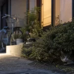 迷い猫の探し方｜“どこから逃げたか”で変わる初動を捜索のプロが解説【保存版】