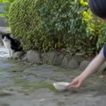 野良猫が急によそよそしくなった｜警戒する理由と、そっと見守るコツ
