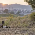 保護犬が脱走した｜警戒心が強い元野犬・元繁殖犬の探し方